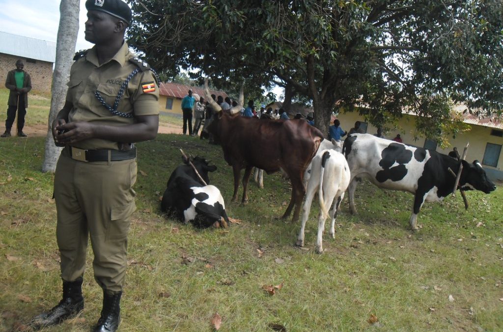 Police Arrest Youth For Stealing Father’s Oxen
