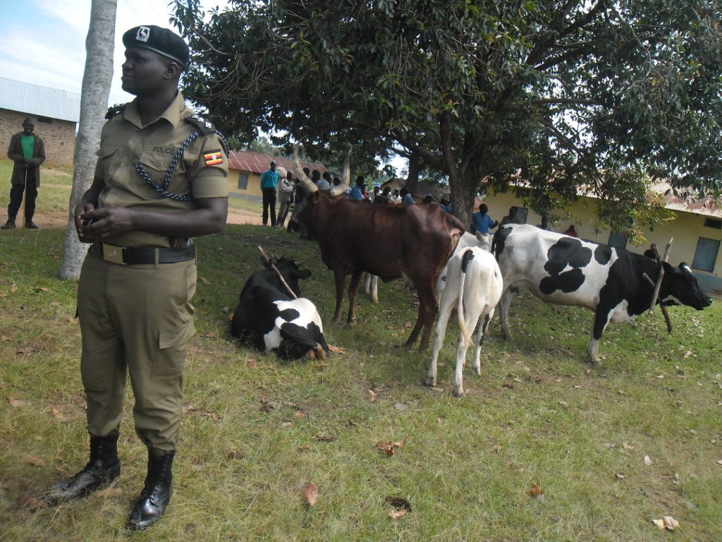 Police Arrest Youth For Stealing Father’s Oxen