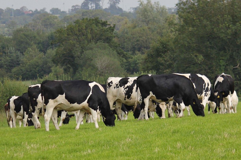Operation Wealth Creation Heifers Land In Wrong Hands