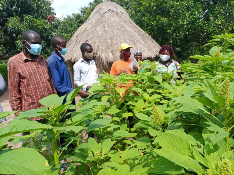 Read more about the article Sasakawa Global 2000 Boosting Agricultural Production in Lango