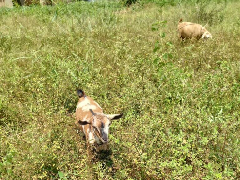 Read more about the article Widows In Northern Uganda Face Barriers To Land Ownership